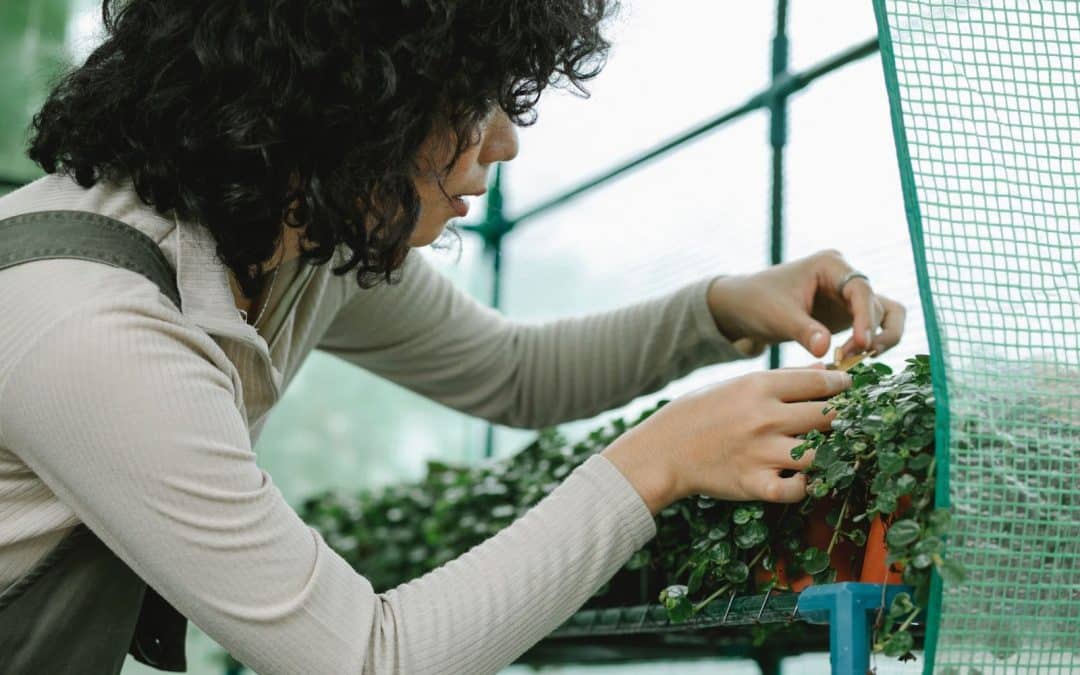 Parlons horticulture et étagères pour semis 🌱
