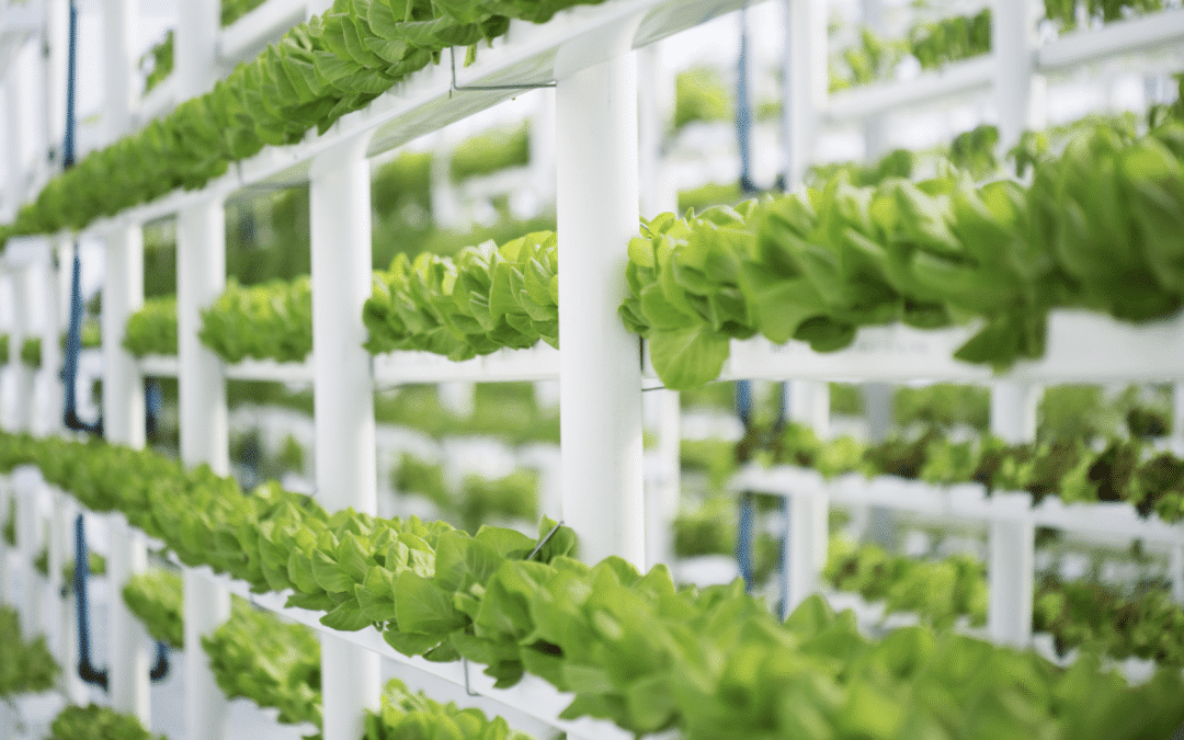 L&rsquo;agriculture verticale : Cultivez plus avec moins d’espace ! 🍅