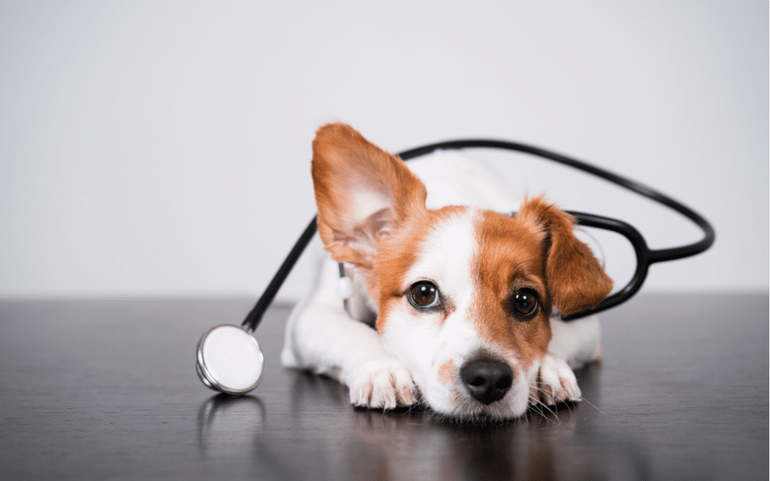 Optimize efficient storage in your veterinary clinic or pet shop