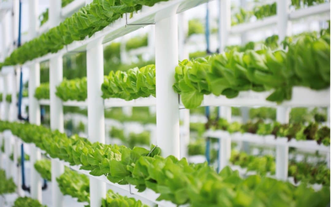 Indoor vertical farming points to the sky