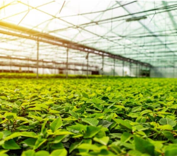 Mobile or fixed shelving system for indoor vertical cultivation - Image 3
