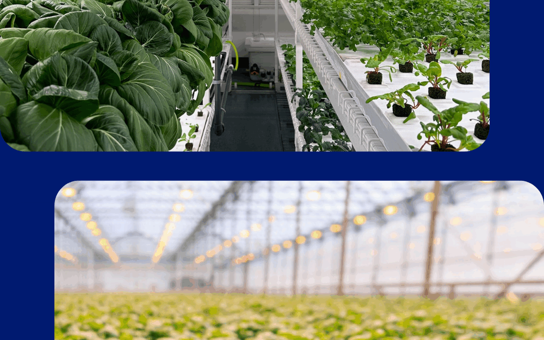 L&rsquo;agriculture urbaine au Québec